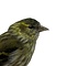 Mounted eurasian siskin