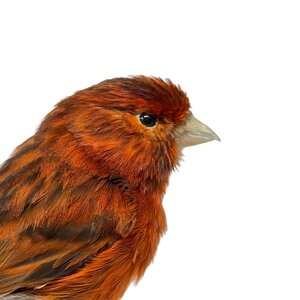 Präparierte orange Kanarengirlitz (dunkel)