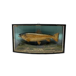 Mounted trout