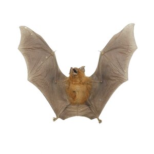 Präparierte Fledermaus