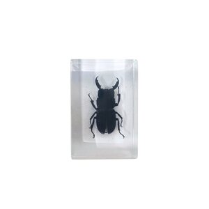 Black beetle in resin