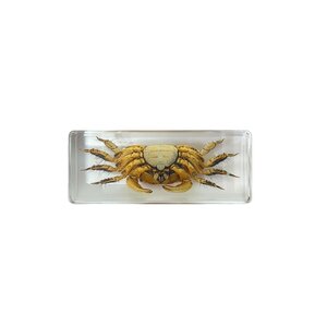 Crab in resin cube (large)