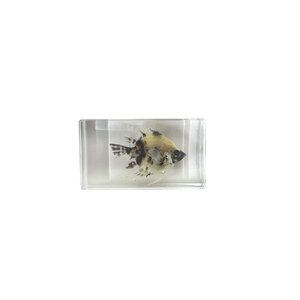 Angelfish in resin