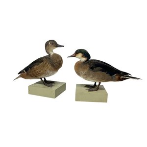 Antique mounted Duck couple