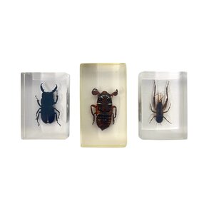 Insects in resin (Set of 3)