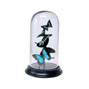 Turqoise butterflies glass dome 27 x 14 cm