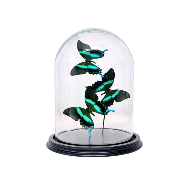De museumwinkel.com Dome with Papilio Blumei (3)