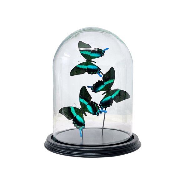 De museumwinkel.com Dome with Papilio Blumei (3)