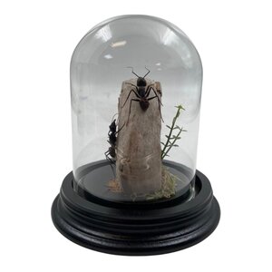 Glass dome with 2 large ants