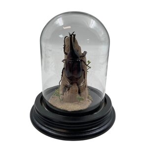 Glocke mit mit Xylotrupes gideon Käfer