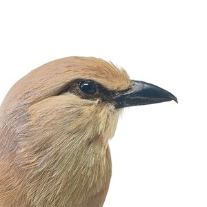 Präparierte Blaubauchracke