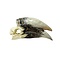 Skull of a hornbill (E)