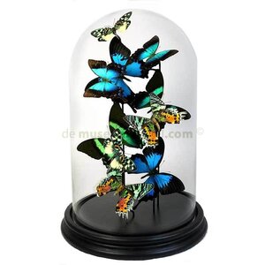 Butterflydome with mix of mounted butterflies - multicolour B