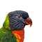 Mounted Coconut lorikeet