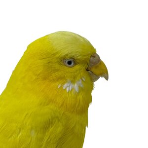 Mounted budgerigar