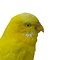 Mounted budgerigar