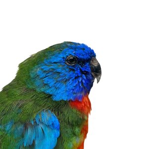 Mounted Scarlet-chested parrot