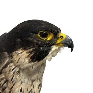 Mounted Peregrine falcon