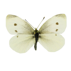 Pieris rapea - veined white