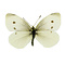Pieris rapea - veined white