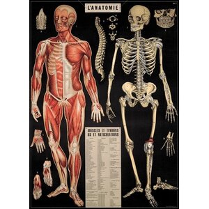 School poster - Anatomy
