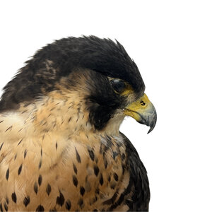 Präparierte Wanderfalke (B)