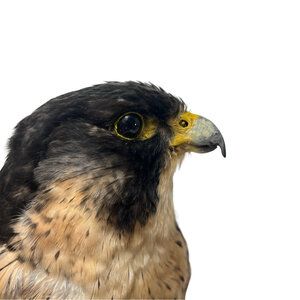 Mounted Peregrine falcon (C)