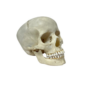 Human skull (B)