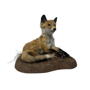 Mounted young fox (laying)