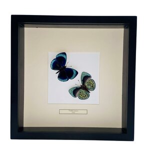 Mounted butterflies (2) in exclusive black wooden frame - Callithea Leprieuri