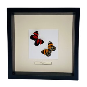 Mounted butterflies (2) in exclusive black wooden frame - Callicore Peristera