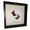 Mounted butterflies (2) in exclusive black wooden frame - Callicore Peristera