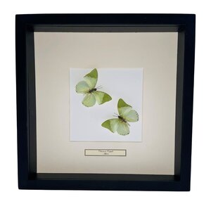 Mounted butterflies (2) in exclusive black wooden frame - Charaxes Eupale