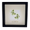 Mounted butterflies (2) in exclusive black wooden frame - Charaxes Eupale
