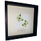 Mounted butterflies (2) in exclusive black wooden frame - Charaxes Eupale