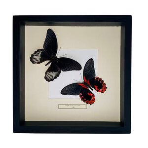 Mounted butterflies (2) in exclusive black wooden frame - Papilio Rumanzovia Eubalia
