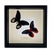 Mounted butterflies (2) in exclusive black wooden frame - Papilio Rumanzovia Eubalia