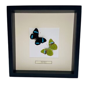 Mounted butterflies (2) in exclusive black wooden frame - Nessaea Hewitsonii