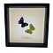 Mounted butterflies (2) in exclusive black wooden frame - Nessaea Hewitsonii