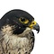 Mounted Peregrine falcon