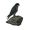 Mounted Peregrine falcon