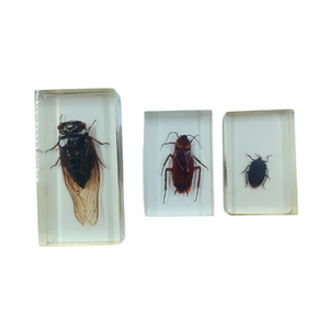 Insecten in hars (3 stuks)