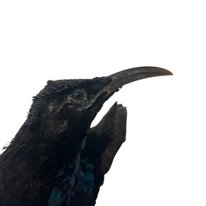 Viktoria-Paradiesvogel antik präparat (mann)