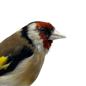 Mounted european goldfinch - beige`(A)
