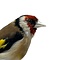 Mounted european goldfinch - beige`(A)
