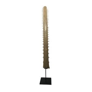 Rostrum of the Common Sawfish