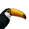 Mounted toco toucan