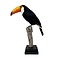 Mounted toco toucan