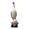 Mounted great white pelican