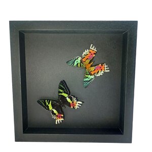 Mounted butterflies (2) in exclusive black wooden frame - Urania Ripheus